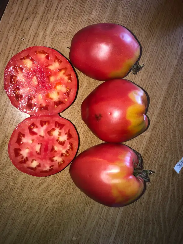 Tomaten: Serdce Kenguru Rozovoe