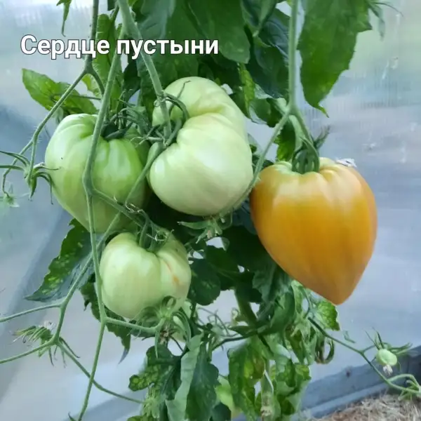 Tomaten: Serdce pustyny