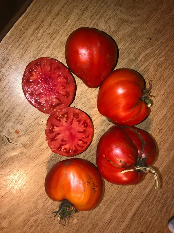 Tomaten: Serdechniy Poceluy