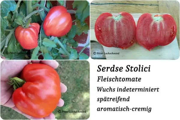Tomaten: Serdse Stolici