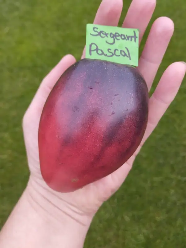 Tomaten: Sergeant Pascal