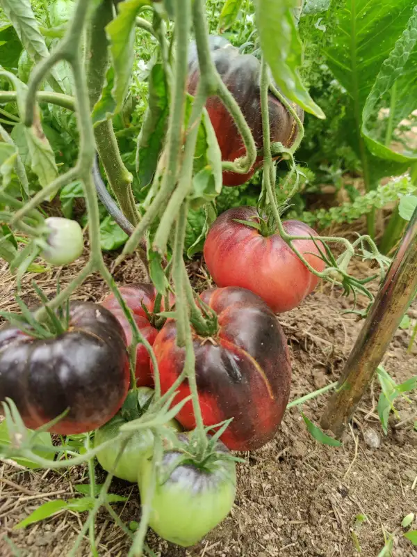 Tomaten: Sergeant Pepper