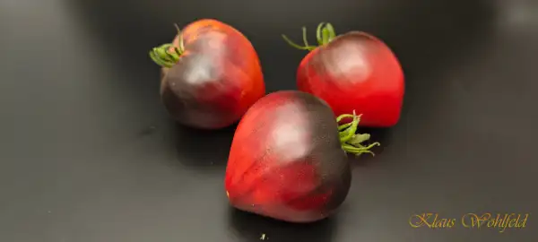 Tomaten: Sergeant Pepper