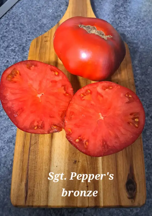 Tomaten: Sergeant Pepper