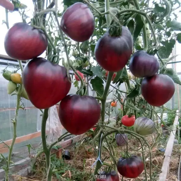 Tomaten: Sergeant Peppers