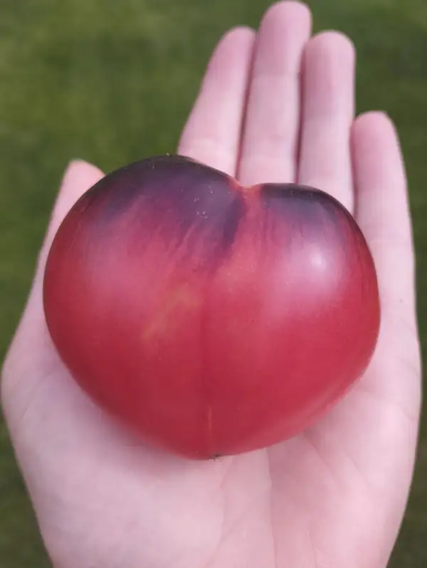 Tomaten: Sergeant Peppers