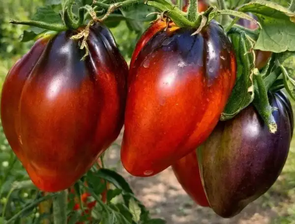Tomaten: Sergeant Peppers