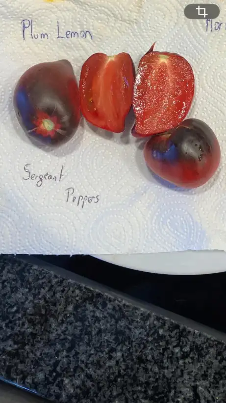 Tomaten: Sergeant Peppers