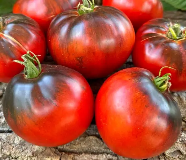 Tomaten: Sergeant Peppers Bronze