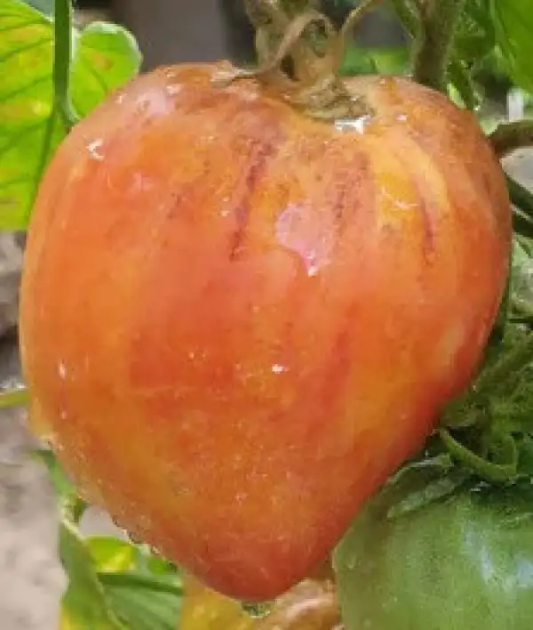 Tomaten: Sergeant Pineapple Rush