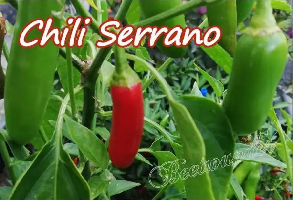 Chili / Paprika: Serrano