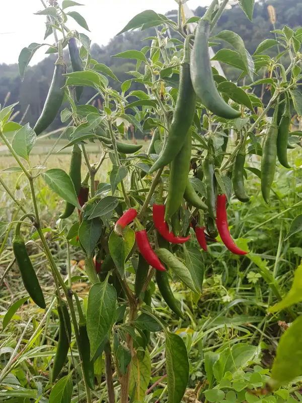 Chili / Paprika: Serrano Tampiqueño