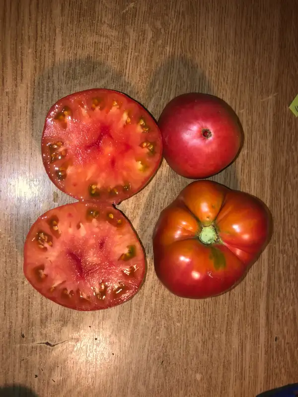 Tomaten: Sertce Novorossii