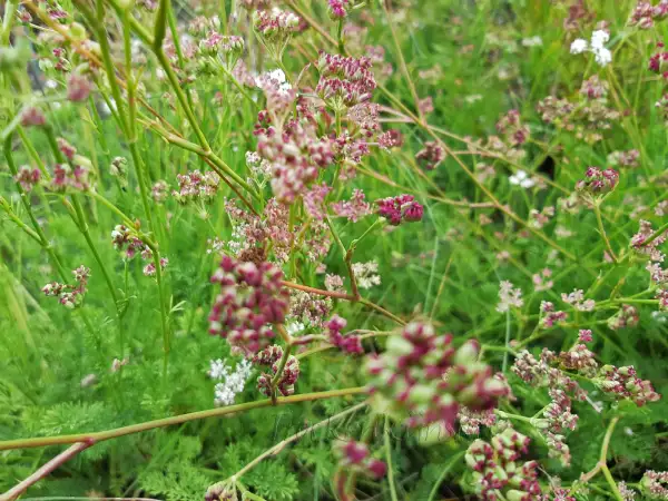 Stauden / Gehölz: Seseli montanum ‣ ‣ ‣ ‣  ‣ ‣ ‣ Echter Bergfenchel ‣ Mountain Seseli