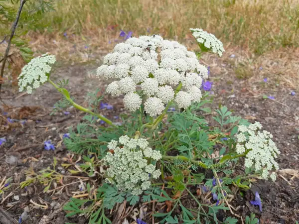 Stauden / Gehölz: Seseli petraeum ‣ ‣ Felsen-Bergfenchel ‣ Rock Fennel