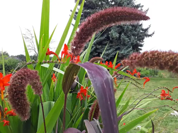 Blumen: Setaria italica 