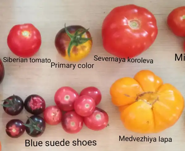 Tomaten: Severnaya Koroleva