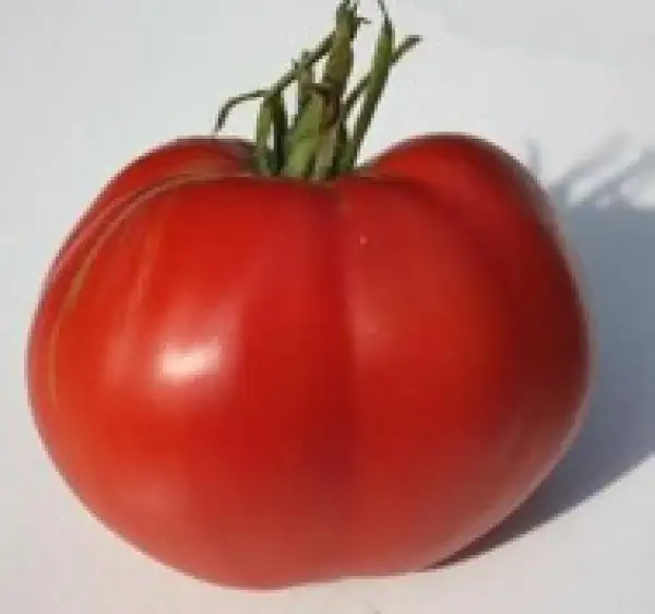 Tomaten: Severnaya Korona