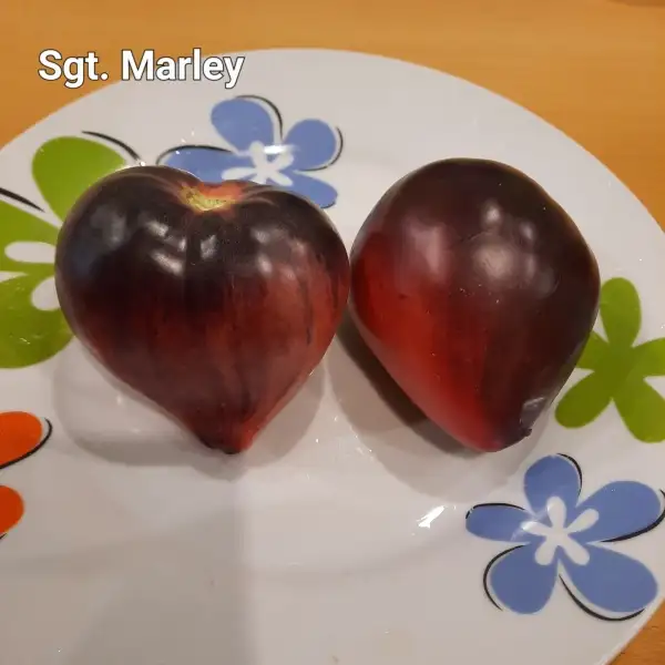 Tomaten: Sgt. Marley