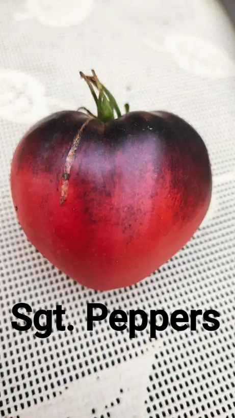 Tomaten: Sgt. Pepper