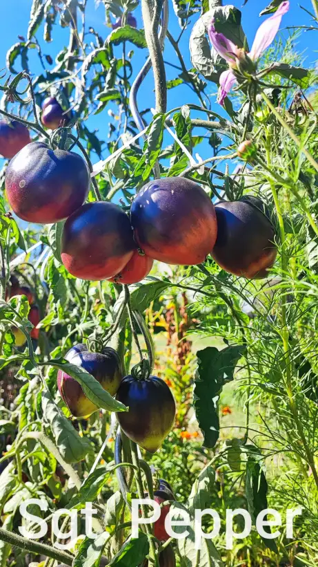Tomaten: Sgt. Pepper