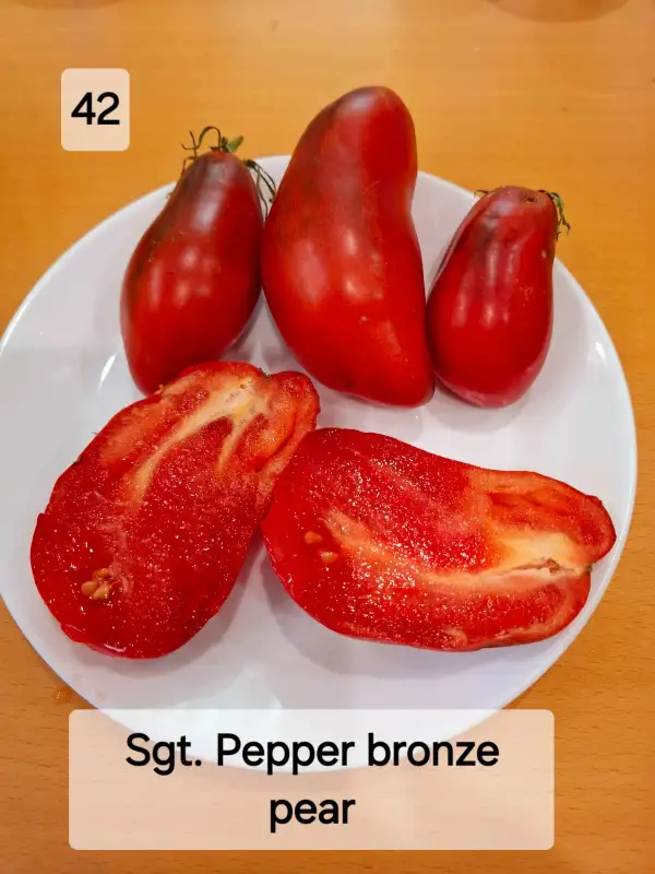 Tomaten: Sgt. Pepper bronze pear