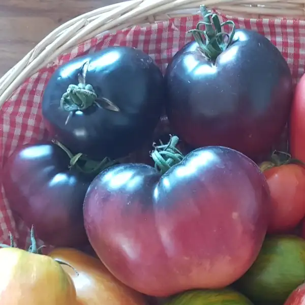 Tomaten: Sgt. Pepper