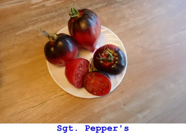 Tomaten: Sgt. Pepper’s