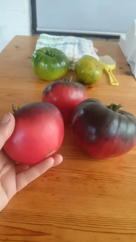 Tomaten: Sgt Pepper