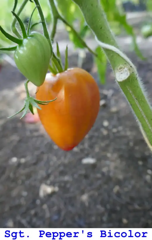 Tomaten: Sgt. Pepper