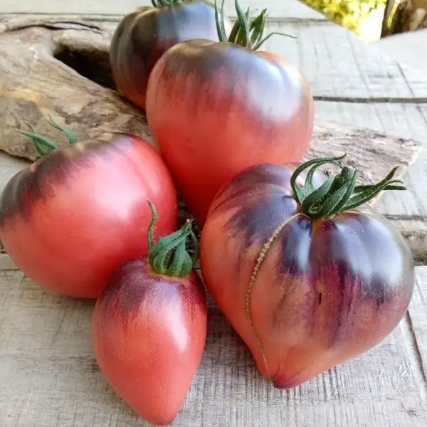 Tomaten: Sgt. Pepper`s „Black Purplerose“, atemberaubende kleine Ochsenherztomate