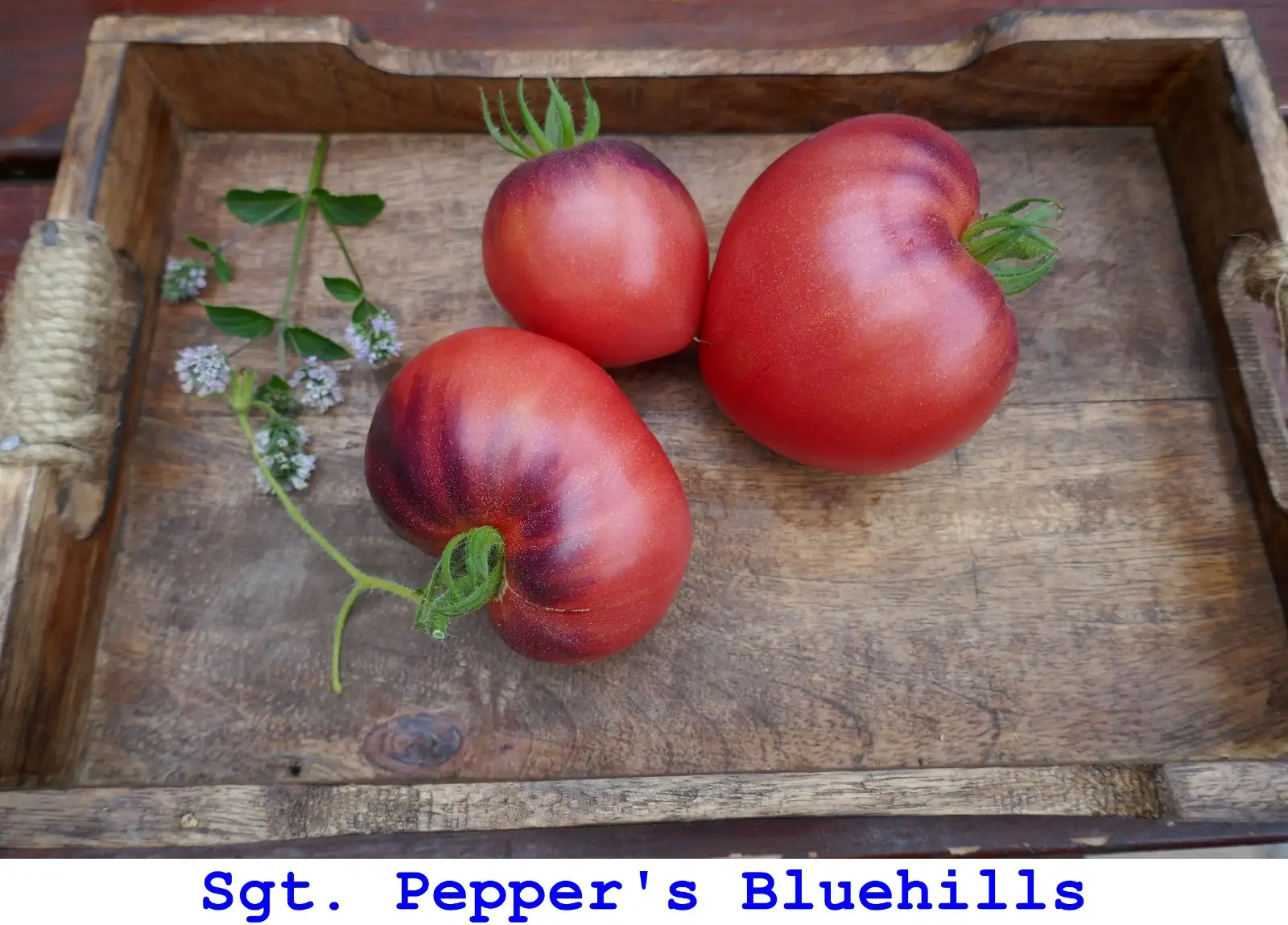 Tomaten: Sgt. Pepper’s Bluehills