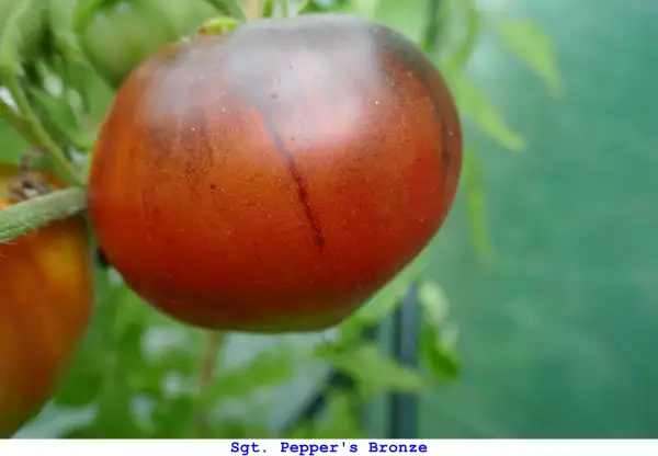 Tomaten: Sgt. Pepper’s Bronze