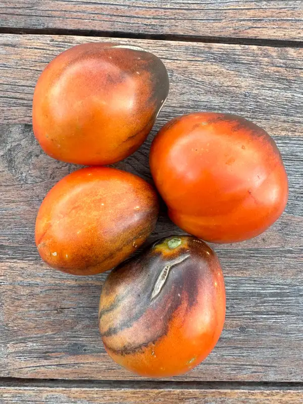 Tomaten: Sgt. Pepper’s Bronze