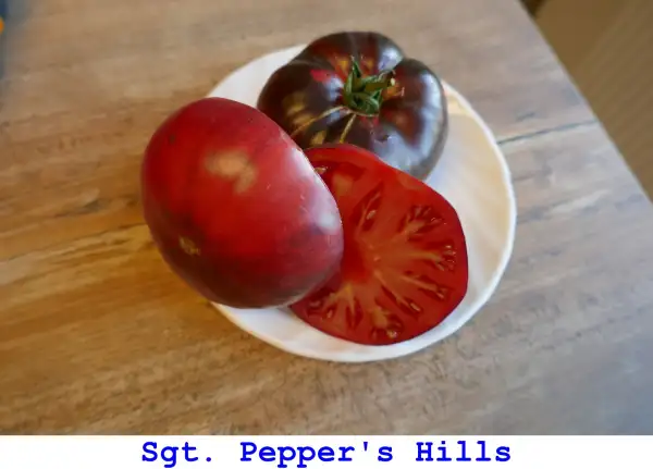 Tomaten: Sgt. Pepper’s Hills