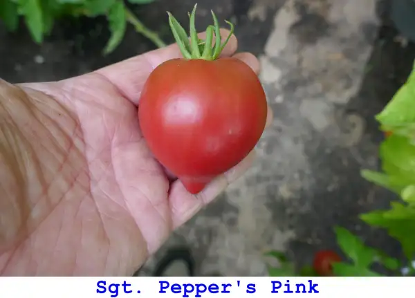 Tomaten: Sgt. Pepper’s Pink