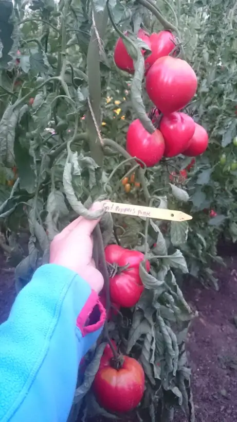 Tomaten: Sgt Pepper