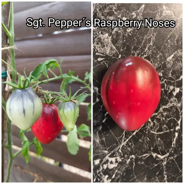 Tomaten: Sgt. Pepper´s Raspberry Noses