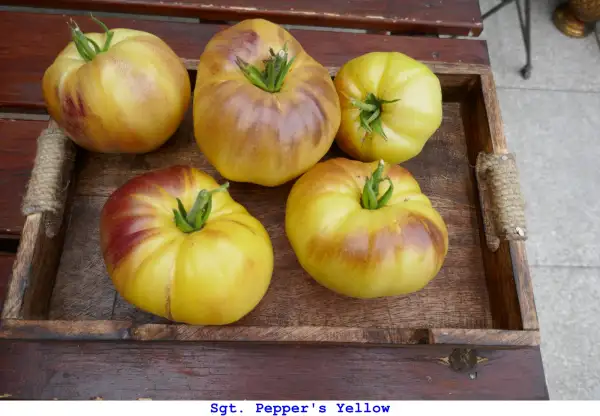 Tomaten: Sgt. Pepper’s Yellow