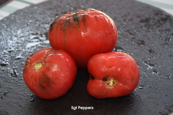 Tomaten: Sgt Peppers