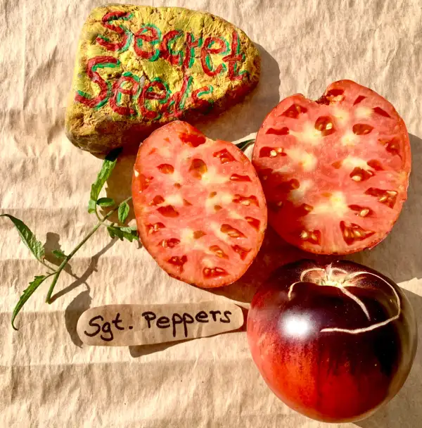 Tomaten: Sgt. Peppers