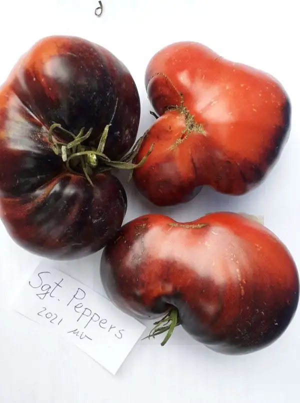 Tomaten: Sgt. Peppers