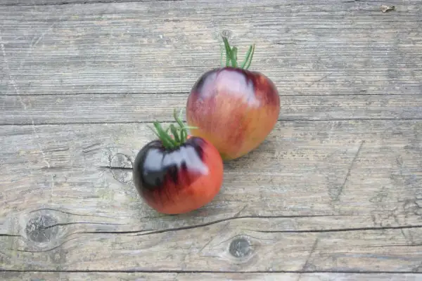 Tomaten: Sgt. Peppers