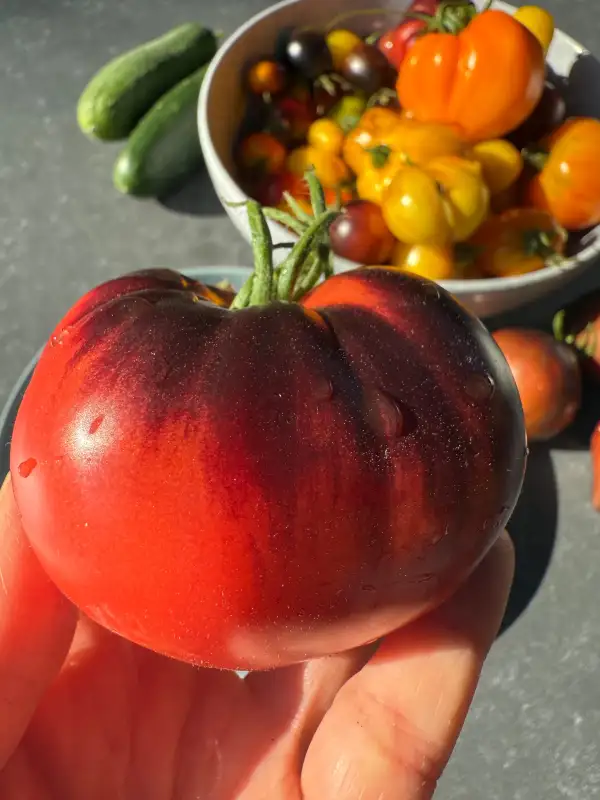 Tomaten: Sgt. Peppers Blue Hills