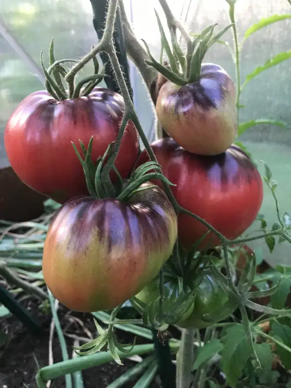 Tomaten: Sgt. Peppers Blue Hills