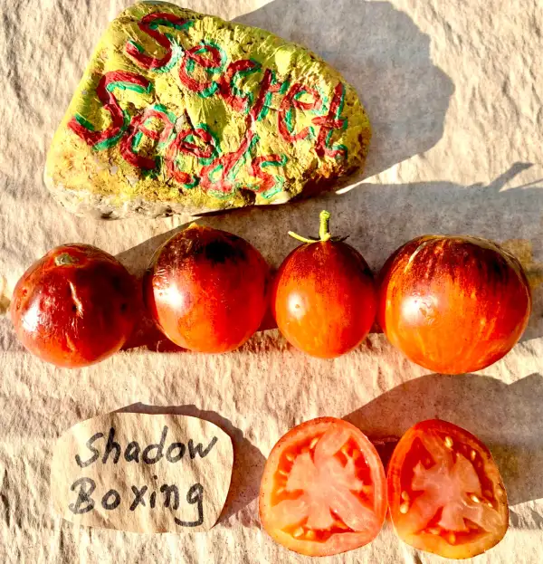 Tomaten: Shadow Boxing