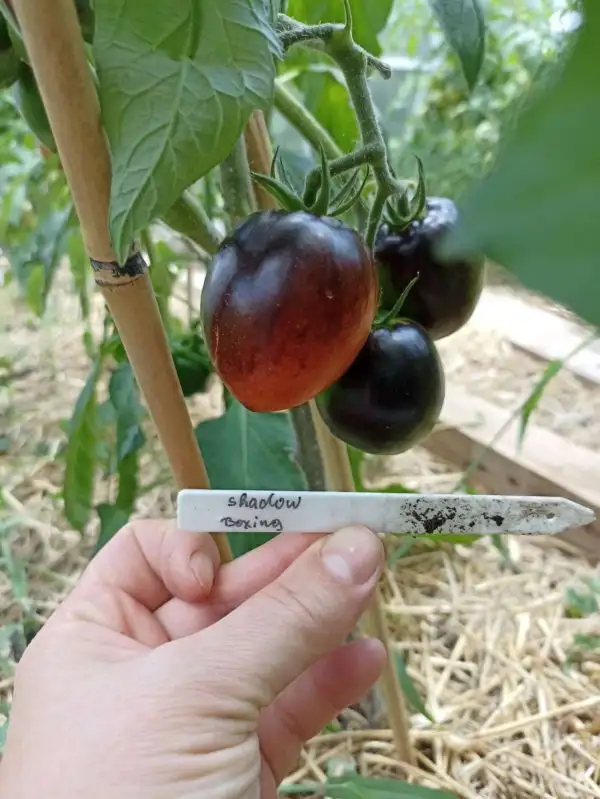 Tomaten: Shadow Boxing