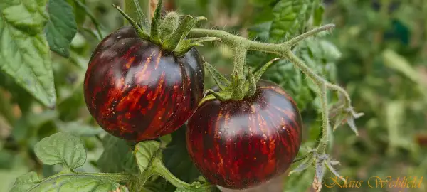 Tomaten: Shadow Boxing