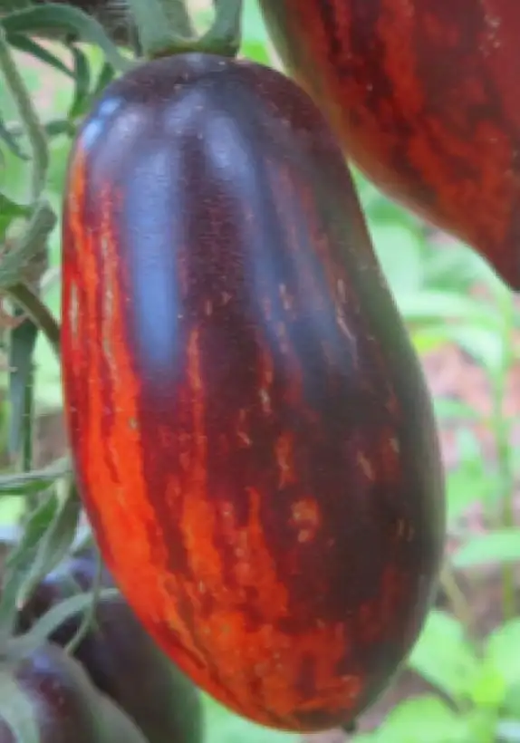 Tomaten: Shadow Boxing