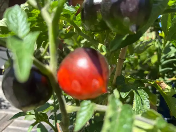 Tomaten: Shadow Boxing